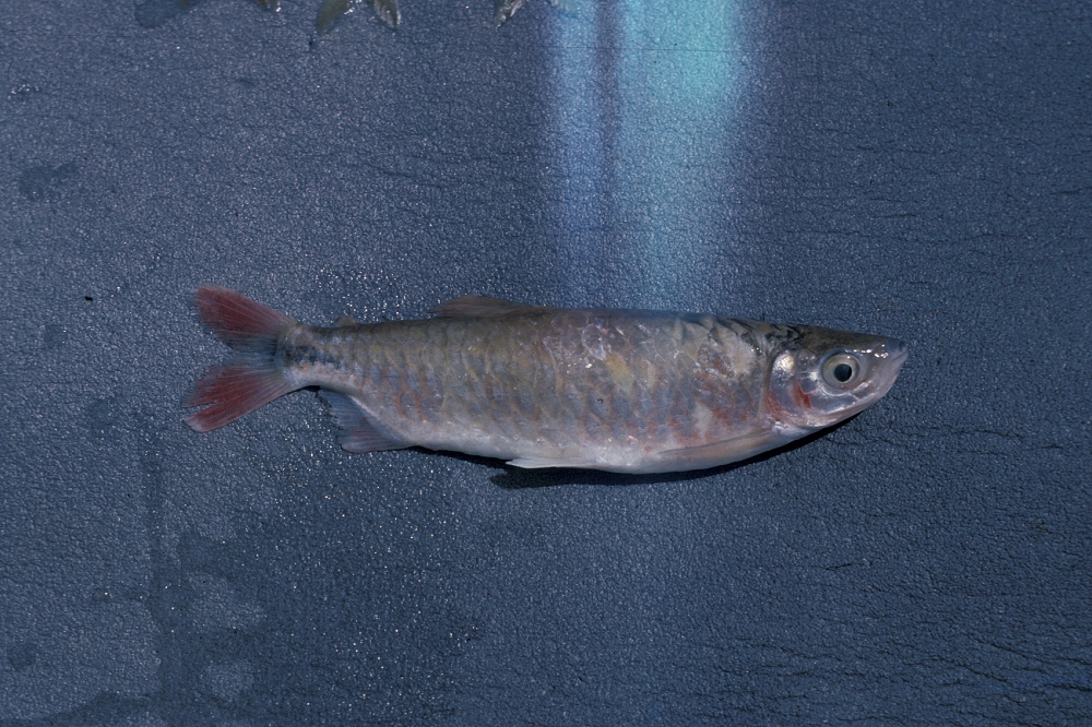 (Brycinus) Род БРИЦИНЫ 34 вида